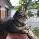 桐屋旅館 aka.ねこ宿® Kiriya Ryokan Nozawa