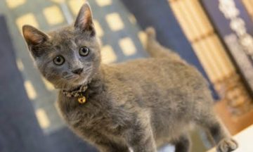 桐屋旅館の猫たち｜長野県野沢温泉村（北信州）の桐屋旅館公式 